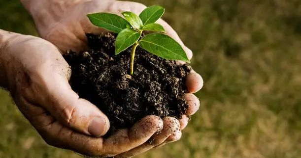 Tree-Planting-1