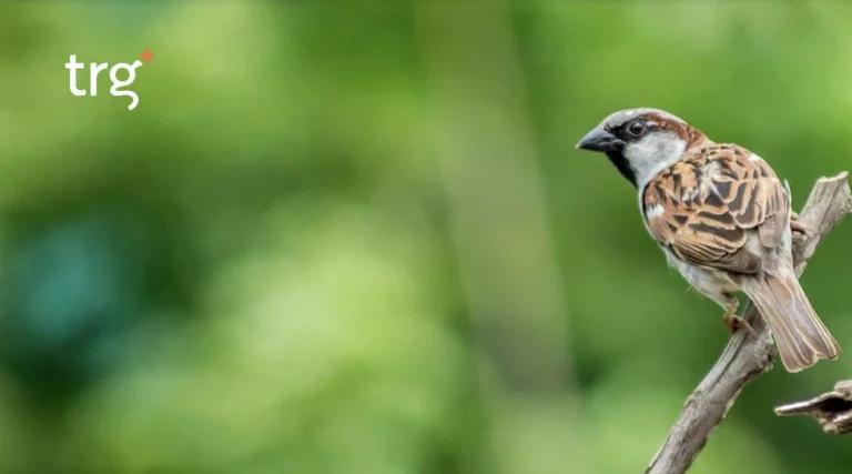 Conquering Business Complexity: How Cloud Solutions Drive Simplicity